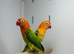 Love birds