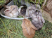 Mixed breed rabbits for sale