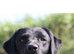 3 beautiful labrador puppies for sale