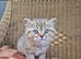 STUNNING BRITISH SHORTHAIR BOYS
