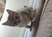 8 week old kitten ready now