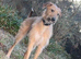 Beddy whippet grey Lurcher