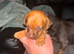 Beautiful puppies for for sale ready next weekend