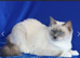 Ragdoll Female