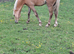 REGISTERED  SEC B PALOMINO FILLY.  ( YEARLING )
