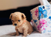 XS Tiny Maltipoo Korean & Asian lines