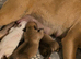 American bulldog/xl bulldog puppies