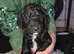 last puppy left best saved until last!! Reduced!! St Berdoodle x sproodle puppies (READY NOW)