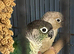 Mature Pair GCConures