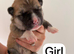Huskita puppy’s for sale