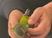 Hand Tame Conour