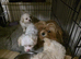 Maltese beaver terrier/ German terrier