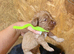 F1 cockapoo pups