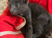 Beautiful kittens- please read full ad for prices