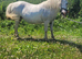 Broodmare.
