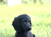 Black cockapoo puppy