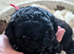 Beautiful Cavapooshon puppies.