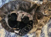 10 week old kittens