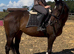 16hh tb filly