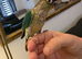 2 Handreared Tame 300 ono