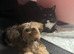 Female Shih Tzu Puppy