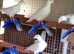 I am offering for sale pure white racing pigeons