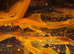 Longfin super red bristlenose