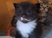 2 kittens