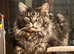 XXL Russian Mainecoons kittens