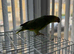 Got a nice orange Amazon Parrot for sale
