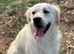 3yr old golden retriever