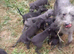 Bedlington whippet puppies