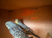 Mixed budgies