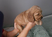Cocker spaniel pups