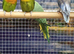 Young Lovebirds Available