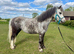 12hh registered Welsh a grey mare