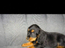 2 stunning cockerpoo girl puppies for sale!