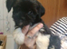 Lhasa Apso puppies for sale