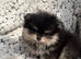 XS teddy Pomeranian
