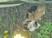 2 kittens seeking forever homes