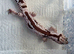 CB25 1.1 Fat Tail Geckos