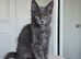 Maine coon kittens
