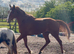 15.2 Chestnut Thoroughbred Mare