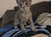 Six kittens