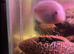 Juvenile platinum polar parrot babies