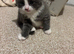 2 kittens for sale