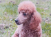 Female 8 week old Poodle puppy