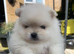 Stunning pomeranians for sell Dad champion in UK