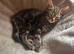 Tabby cross tonkinese