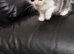 1 x male persian x cross kitten